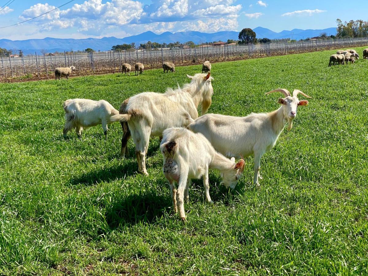 Agriturismo L'Ovile Borgo San Michele  Eksteriør billede